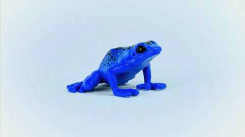 Zehirli Dart Kurbağası