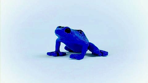 Zehirli Dart Kurbağası