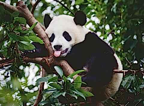 500 Parça Puzzle Panda