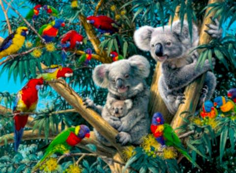 500p Puzzle Koalalar