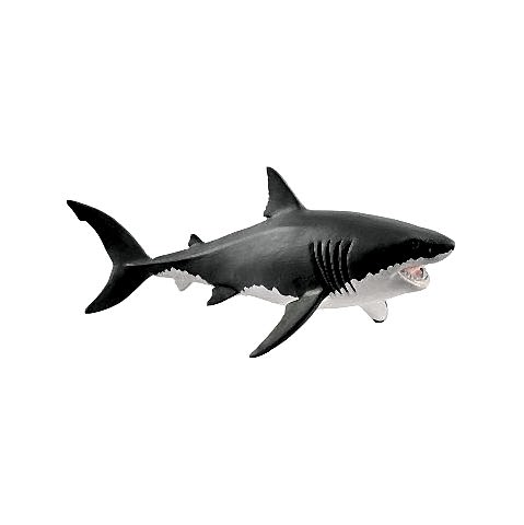 Beyaz Köpek Balığı