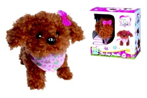 CCL Tea Cup Poodle Puppy
